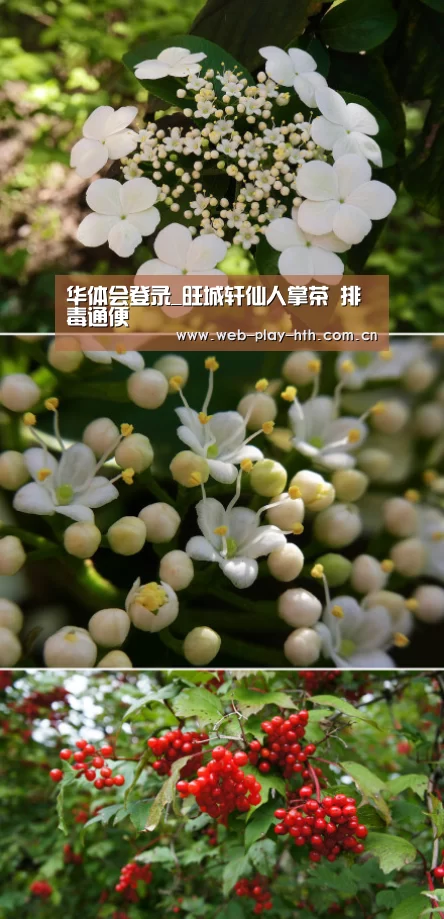 华体会登录_旺城轩仙人掌茶 排毒通便(图2) 华体会官方